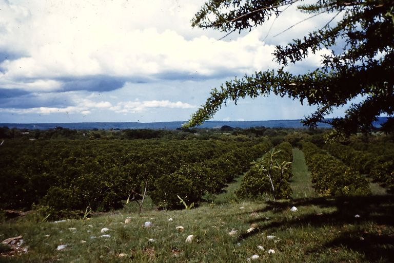 Garland Worley Orange Orchard